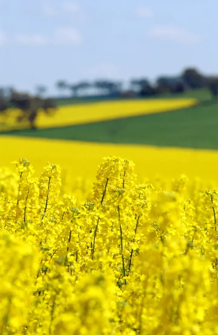 Rapeseed field © LEAF