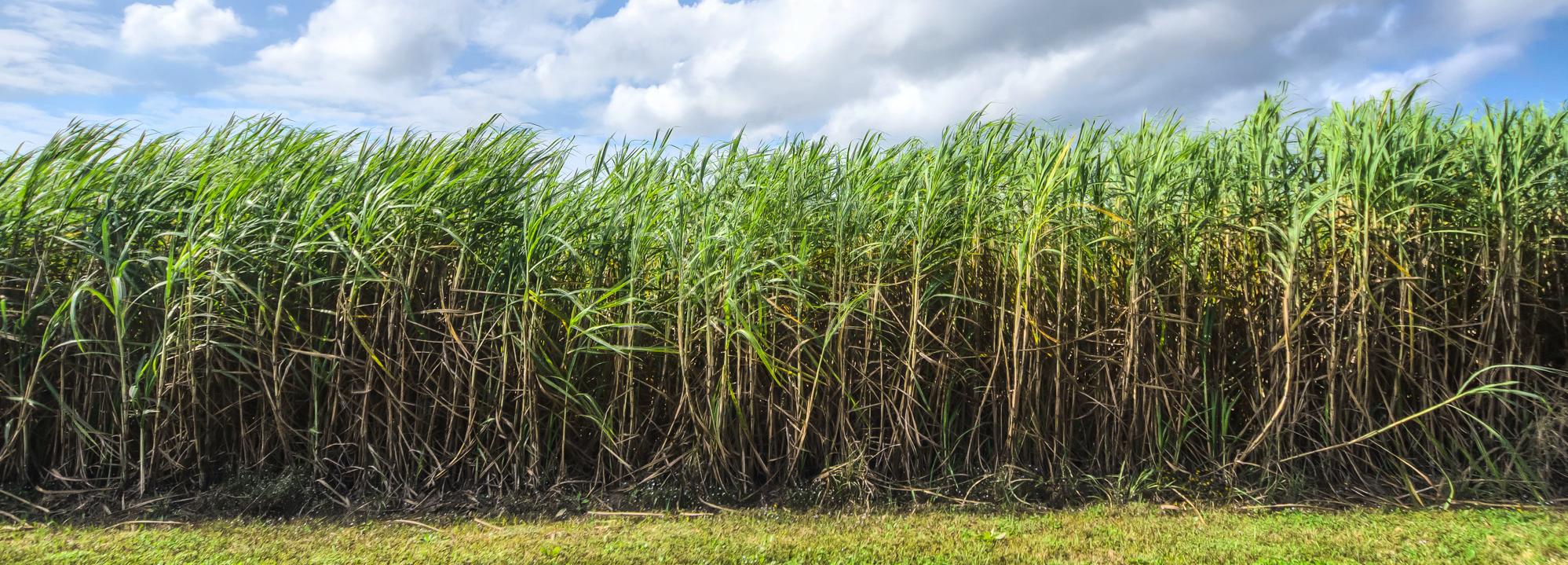 Sugarcane © Bonsucro