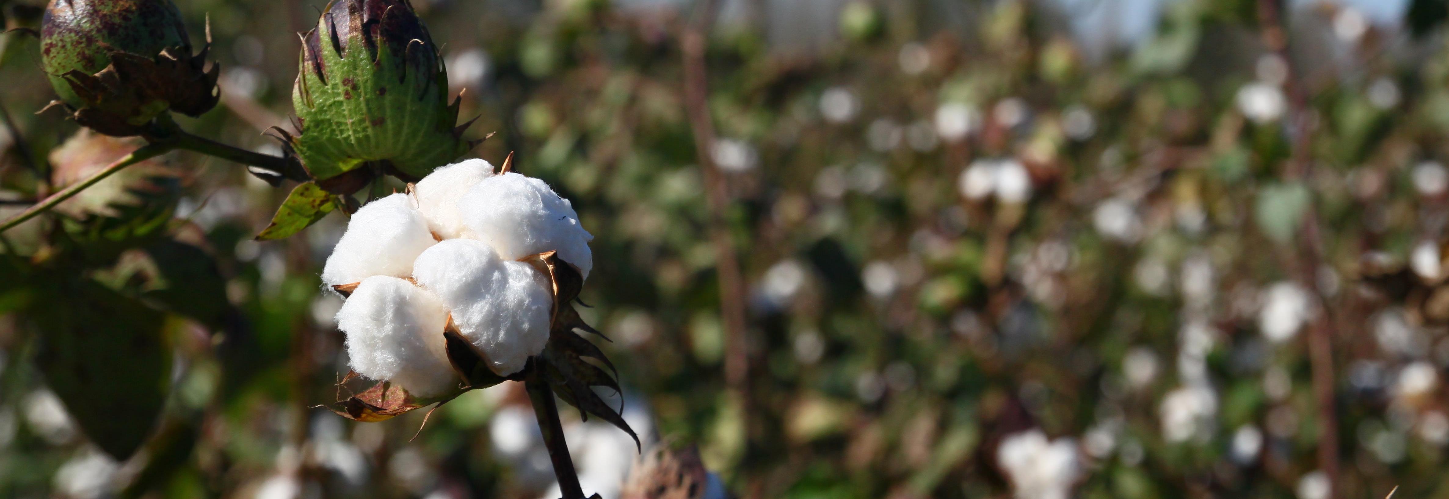 Cotton field with close-up of cotton bud in foreground