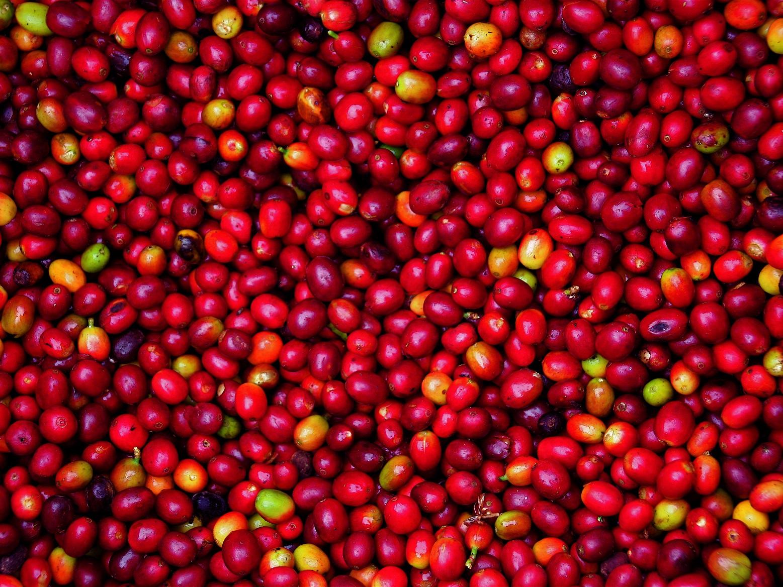 coffee cherries © David Dudenhoefer, Rainforest Alliance