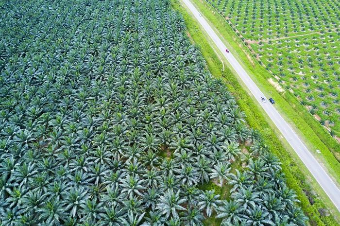 Palm oil plantation © asnidamarwani, Adobe stock.jpg