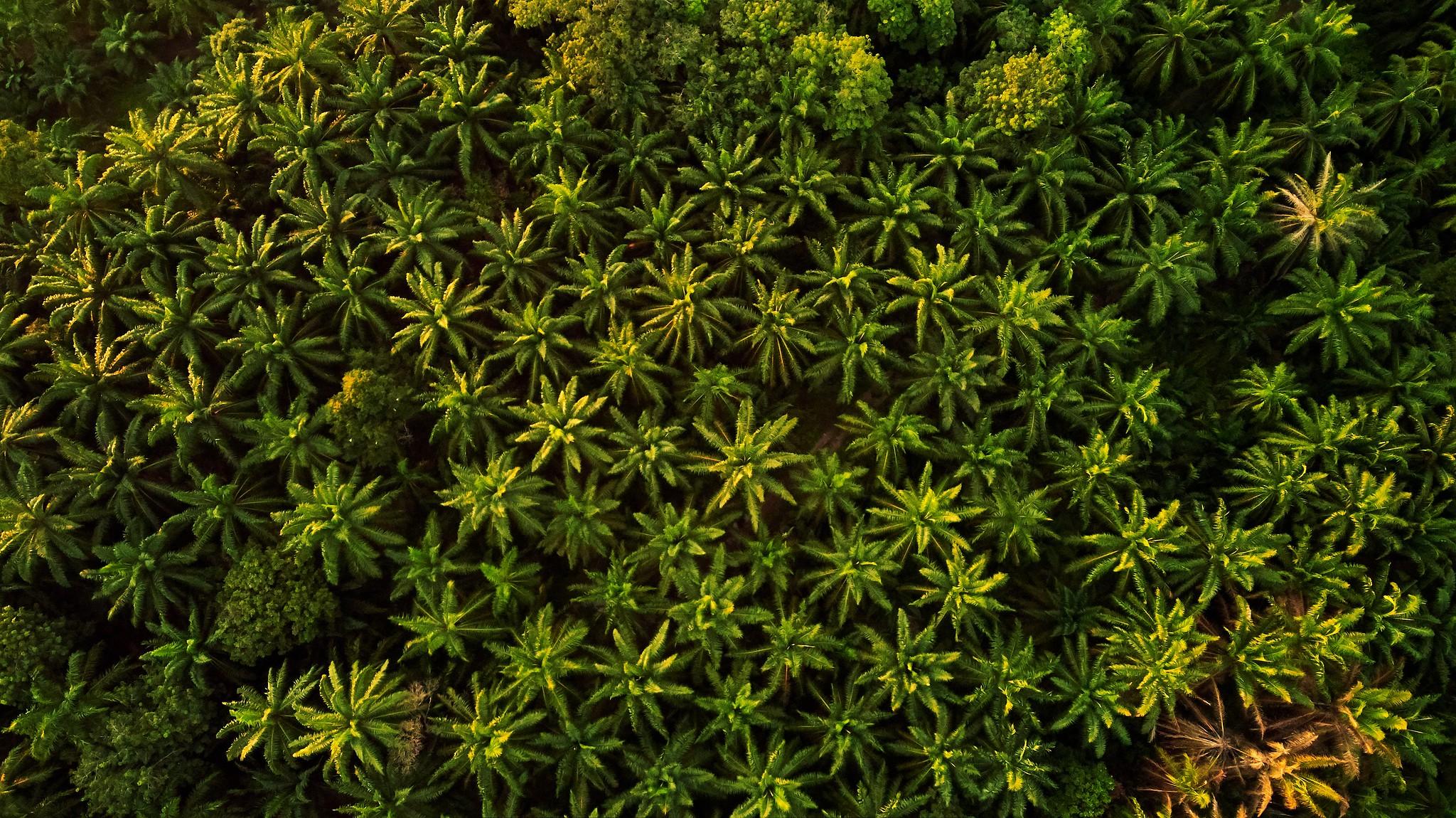 photo of palm plantation