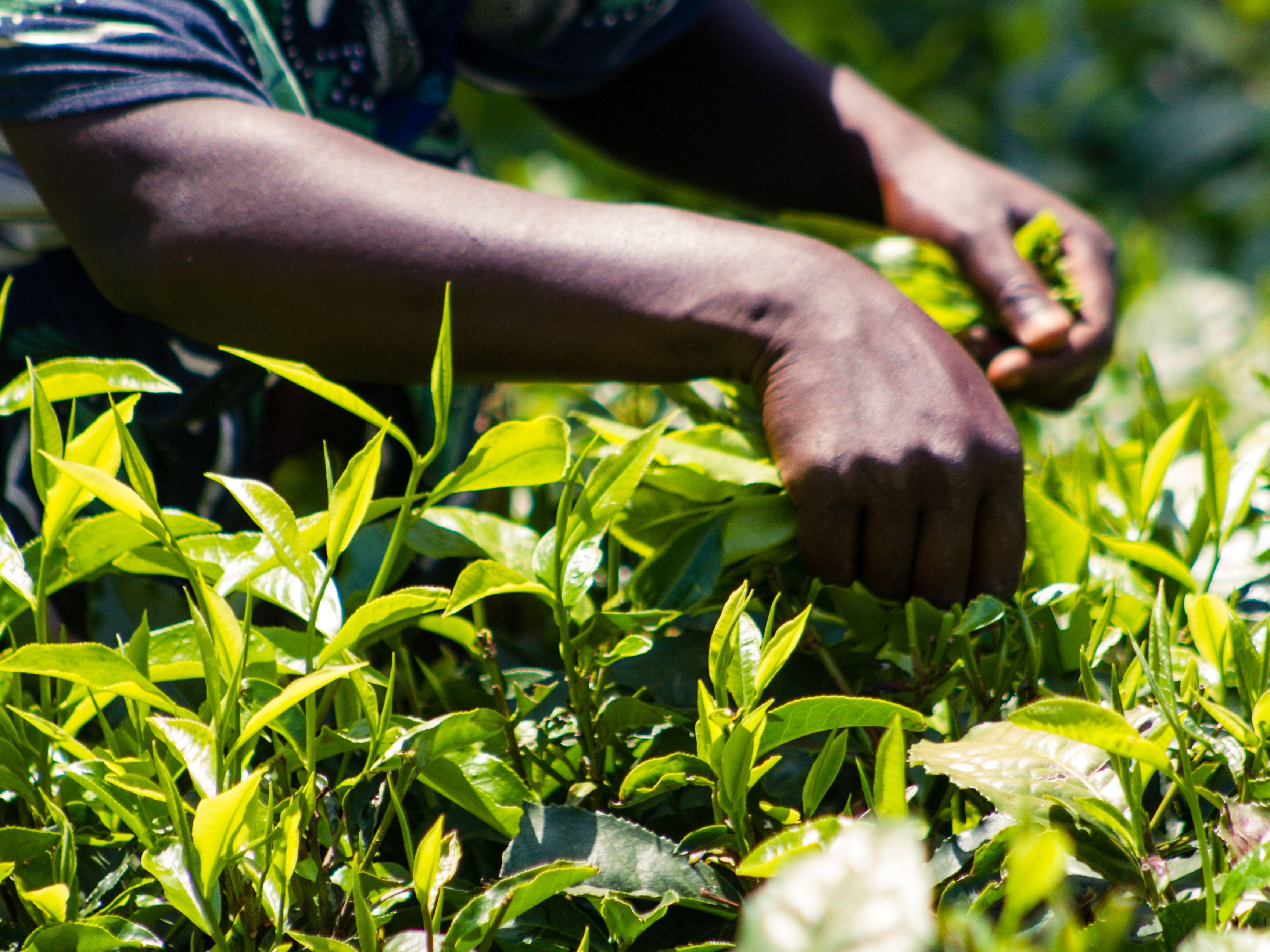 Close up of worker's hands picking tea leaves