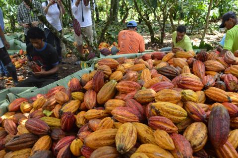 Cocoa pods, Brazil © Rainforest Alliance