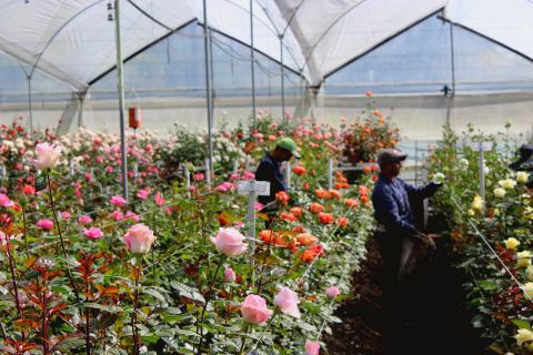 Roses in Colombia © Sustainable Agriculture Network