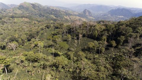 Coffee plantation seen from a drone in Nicaracgua © Giuseppe Cipriani for UTZ