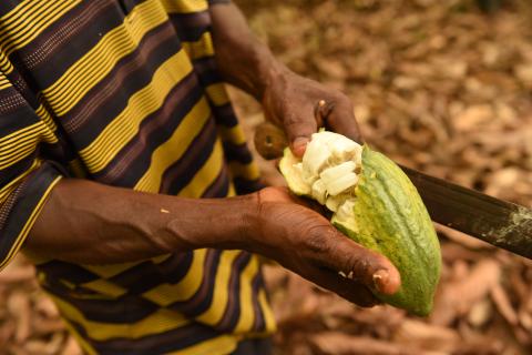 Cocoa, Ghana © Kate Fishpool for Fairtrade