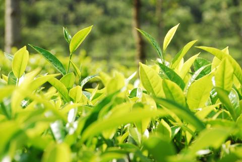 Tea leaves, India © Rainforest Alliance