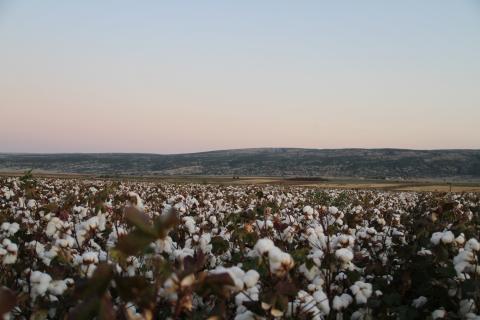 Cotton field © Better Cotton Initiative