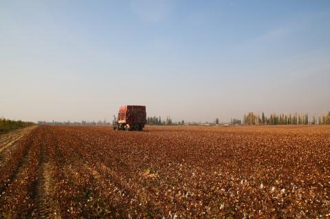 Harvesting cotton © Better Cotton Initiative (2)