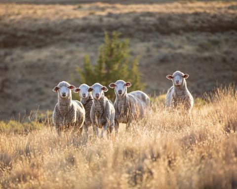 Sheep certified by the Responsible Wool Standard. Photo by Shaniko Wool © Textile Exchange