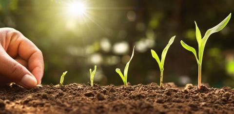 ag_seedlings © Adobe Stock