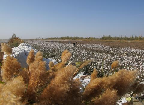 Cotton field © Better Cotton Initiative