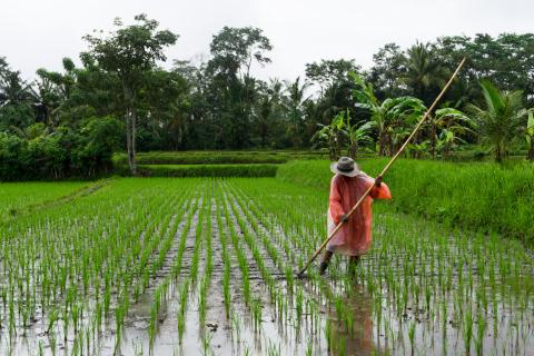 Rice crop and smallholder farmer