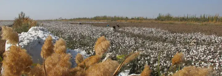 Cotton field © Better Cotton Initiative