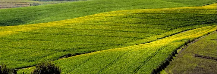 Green crops in field 