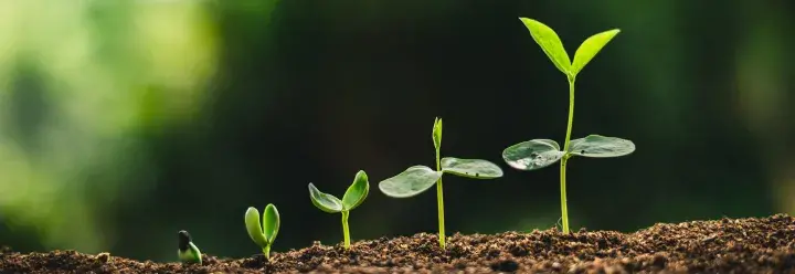 An image of small green shoots growing from soil.